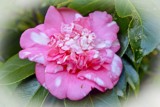 Camelia Japonica 2 by flanno2610, photography->flowers gallery