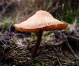 lonely shroom by Gabbels, Photography->Mushrooms gallery