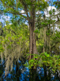 Swamp Cypress by Pistos, photography->nature gallery