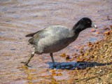 In A Hurry by bfrank, photography->birds gallery