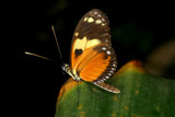 Rust With Wings by rahto, Photography->Butterflies gallery