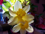 Daffs In A Jar by Asrai, Photography->Flowers gallery