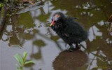 Wet Chick returns "1-2 week old Moorhen" by gonedigital, Photography->Birds gallery