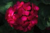 A bunch of reds in shades by elektronist, photography->flowers gallery