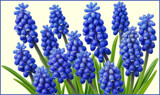 Grape Hyacinths by LynEve, photography->flowers gallery