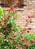 Shrimp Plant by PatAndre, photography->flowers gallery