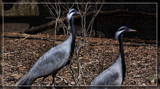 Demoiselle Cranes by Jimbobedsel, photography->birds gallery