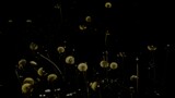 Field of Wishes  by JayMxPhotography, photography->nature gallery