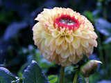 Fresh Dahlia by Ramad, photography->flowers gallery