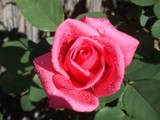 The Carefree Rose by blueyedbaby619, Photography->Flowers gallery
