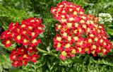 Red Velvet Yarrow by trixxie17, photography->flowers gallery