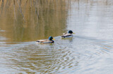 Mallards by Pistos, photography->birds gallery