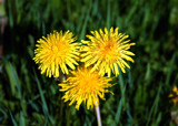 Dandelions by Rokh, Photography->Flowers gallery