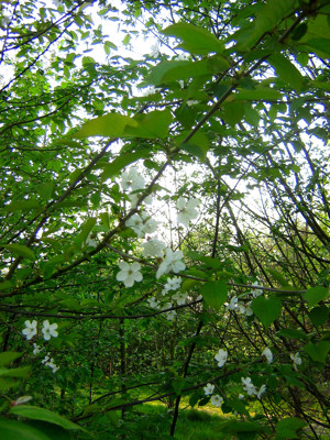 Click here to view at full resolution.