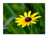 Black Eyed Susan by gerryp, Photography->Flowers gallery