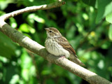 Sunshine Sparrow 2 by GreenLass1968, Photography->Birds gallery