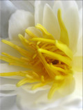 Water Lily Profile by June, Photography->Flowers gallery