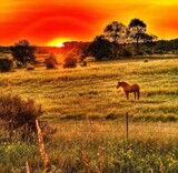Lone Horse by Starglow, photography->animals gallery