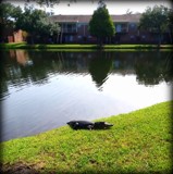 Standing his ground. by GomekFlorida, photography->reptiles/amphibians gallery