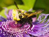 Bumblebee on Passionflower by ryzst, photography->insects/spiders gallery