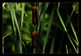 Cattails in Afternoon Lighting by vangoughs, photography->nature gallery