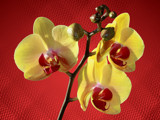 Orchids by Paul_Gerritsen, Photography->Flowers gallery