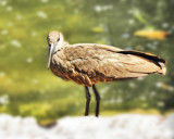 Hamerkop by Ramad, Photography->Birds gallery