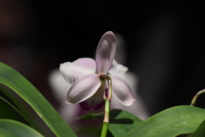 Click here to view at full resolution.