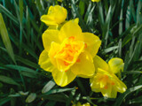 Triple Double Daffodils by Pistos, photography->flowers gallery