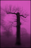 The 'T' Tree by TheWhisperer, Photography->Manipulation gallery