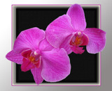 Pair of Orchids by slow_2gojoe, Photography->Flowers gallery