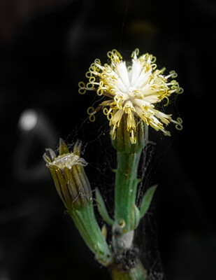 Click here to view at full resolution.