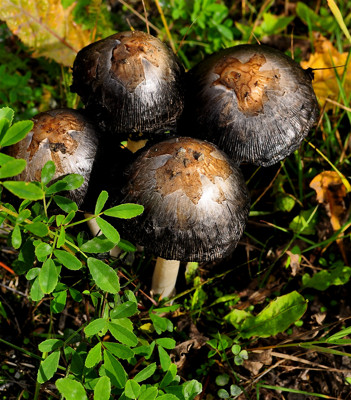 Click here to view at full resolution.