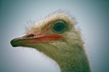 Run fast.... by ovar2008, Photography->Birds gallery