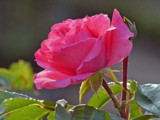 Red Beauty by Ramad, photography->flowers gallery