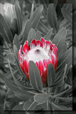 Protea by slushie, photography->manipulation gallery