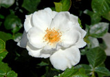 Last Rose of Summer by trixxie17, photography->flowers gallery