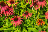 Red Coneflowers by Pistos, photography->flowers gallery