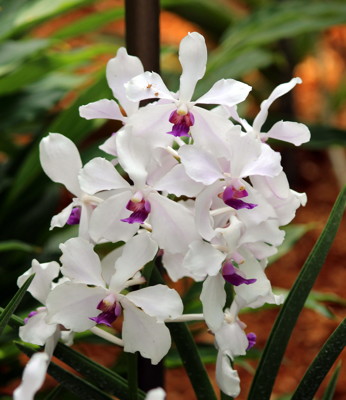 Click here to view at full resolution.