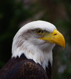 Feathery Portrait by rriesop, Photography->Birds gallery