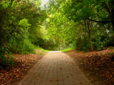 nice green alley by gaeljet2, Photography->Landscape gallery