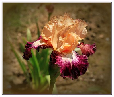 Click here to view at full resolution.