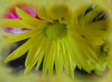 Yellow by Starglow, photography->flowers gallery