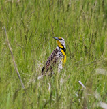 Where else can you find a Meadowlark? by Pistos, photography->birds gallery