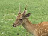 Silent Beauty by Blumie, Photography->Animals gallery