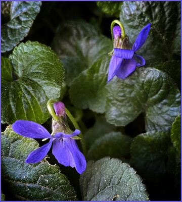 Click here to view at full resolution.