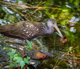 Another Look at a Brown Bagger by Pistos, photography->birds gallery