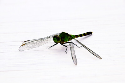 Click here to view at full resolution.