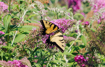 Click here to view at full resolution.