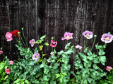 The Fence Gang by mausi2541, photography->flowers gallery